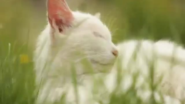 Beautiful Cats Meow - Adorable, Amazing and Funny Cats 002