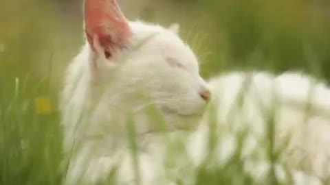 Beautiful Cats Meow - Adorable, Amazing and Funny Cats 002