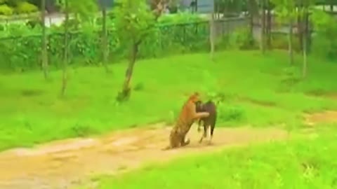 what funny a dog and cat videos