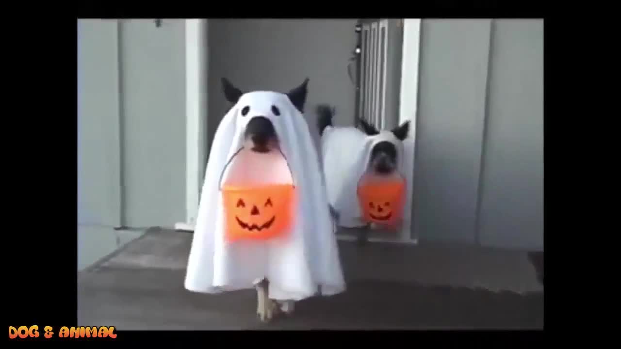 Smart funny dogs video compilation 2022 || Smart and Intelligent Dogs in the World