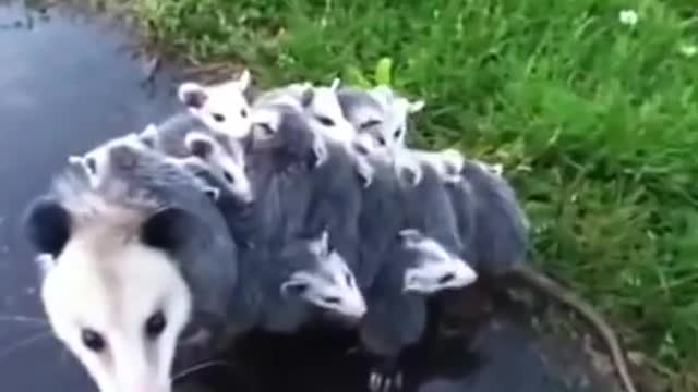 15 Babies With Mommy Opossum Carries