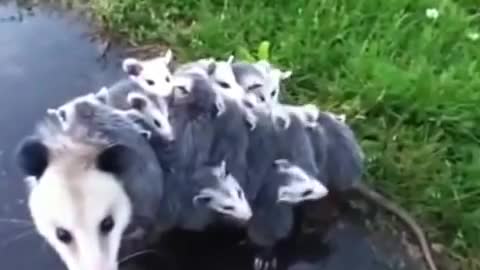 15 Babies With Mommy Opossum Carries