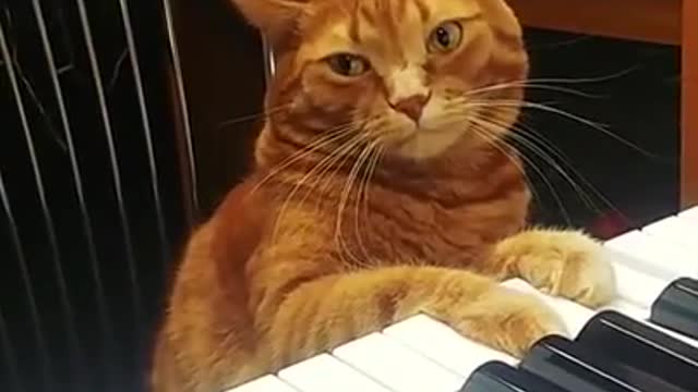 Cat play piano sings a song #cats #catlover #cat