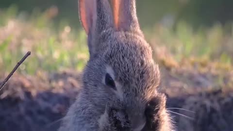 Early morning cleaning….moments in nature