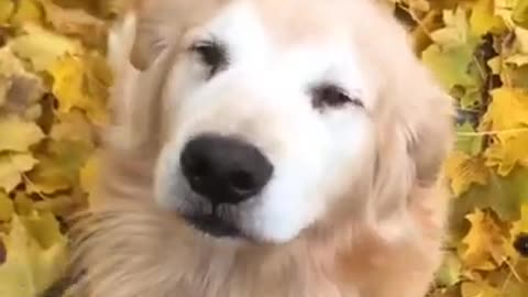 HAPPY DOG▐ TIKTOK