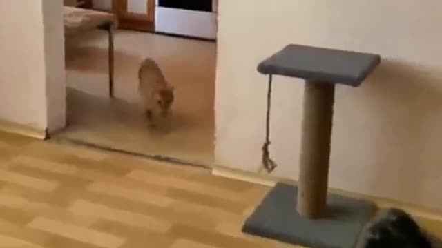 Animal funny moment