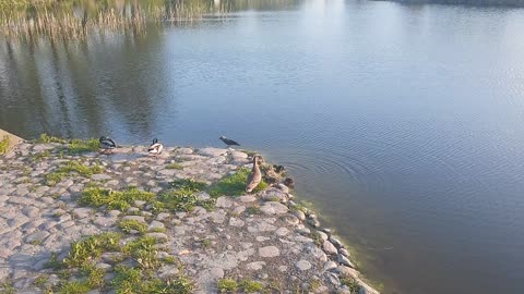 duck family new day with ducks🙂