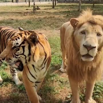 affection and love 😻🙀