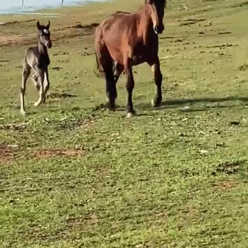 Bowie 4 baby number 2