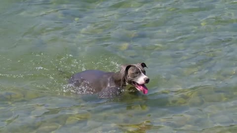 dog in water