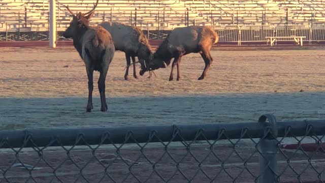 Elk Showdown