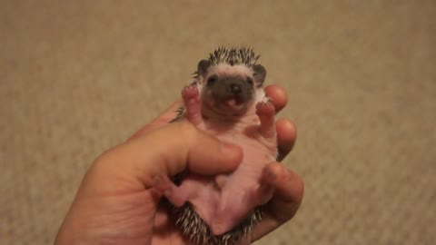 Baby Hedgehog Yawing