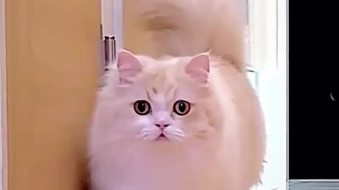 beautiful cat funny video