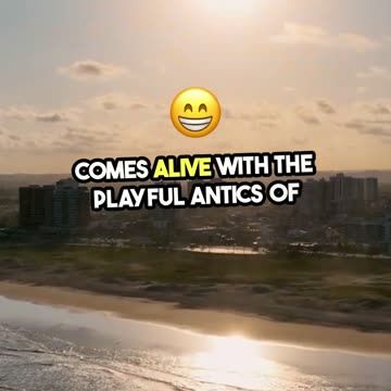 Enchanting Sunset Beach Cats Playtime Vlog