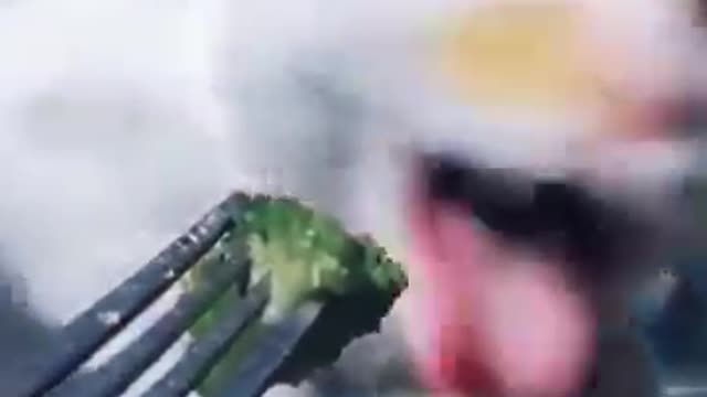 Reaction video of a funny cat