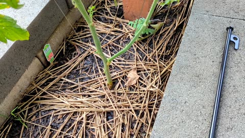 Tomato Trellis Setup 2024