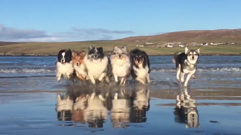 Line up on St Ninians Isle beach