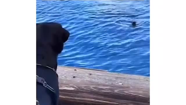 This video wins the Internet