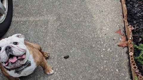 Bulldog Gets Excited for Skateboard Time