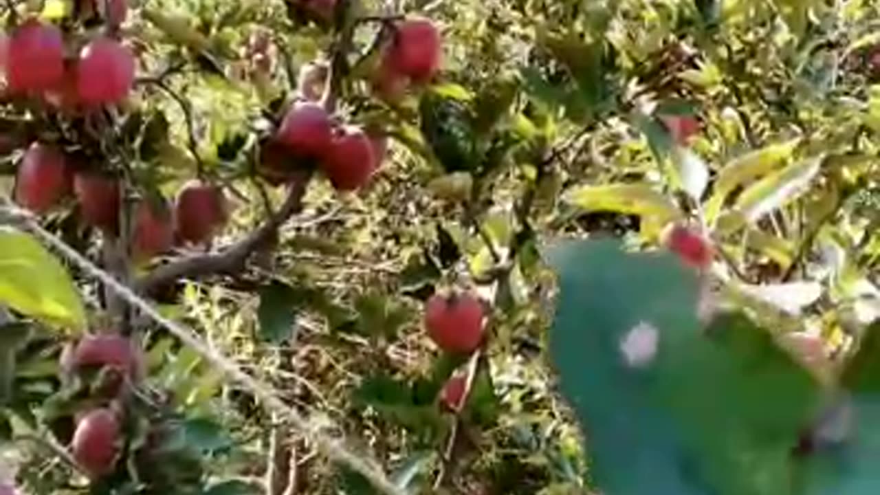 kashmiri apple 🍎 harvesting