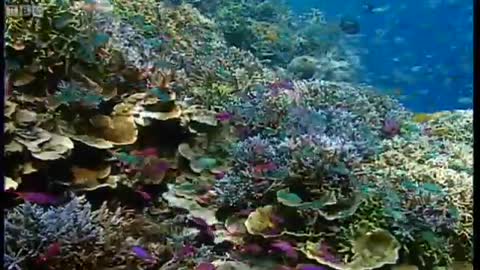 Gender Jumping Fish! | Battle of the Sexes in the Animal World | BBC Earth