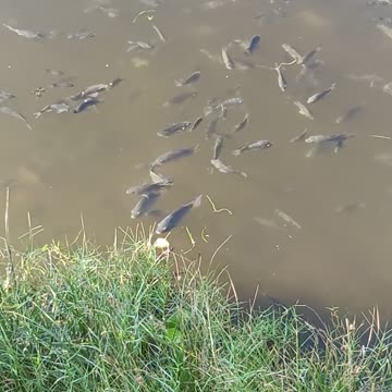 😲Way too many Tilapia😲‼