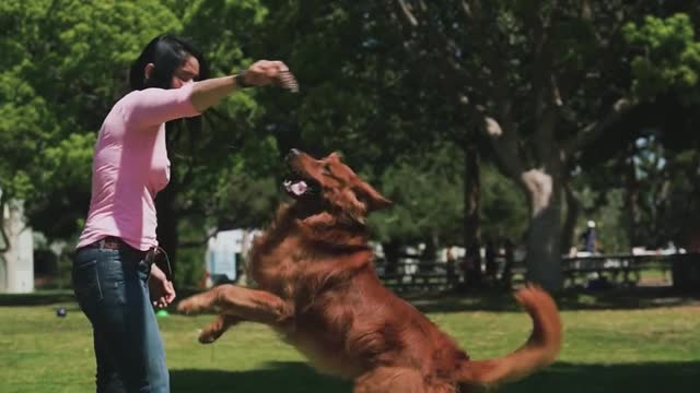 Woman Playing with a Dog