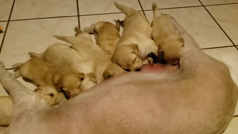 Joy's feeding @ 26 days 8.21.21