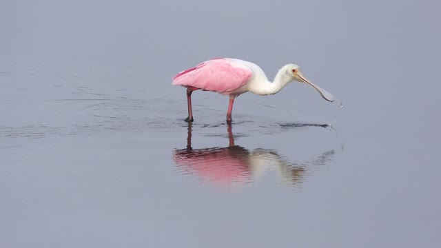 Roseate Spoonbill feeding in the pond