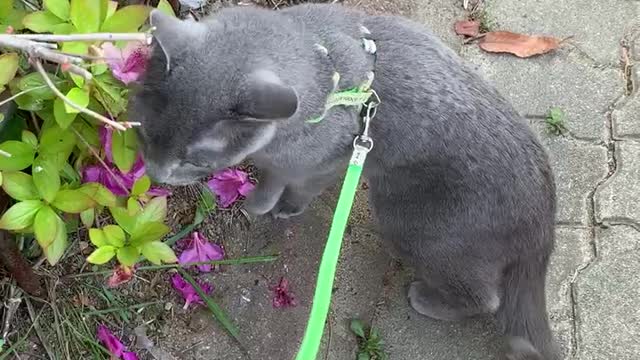 Maru cats come out for a walk and eat grass