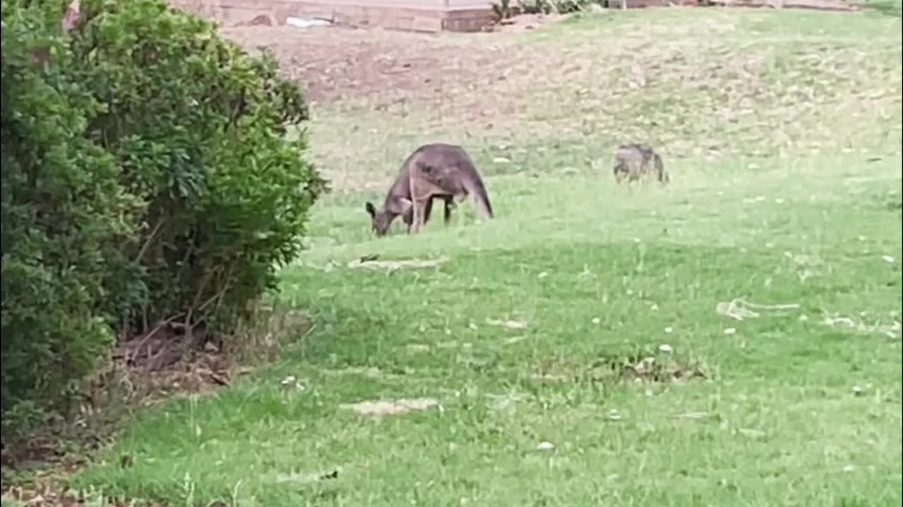 Kangeroos feed time