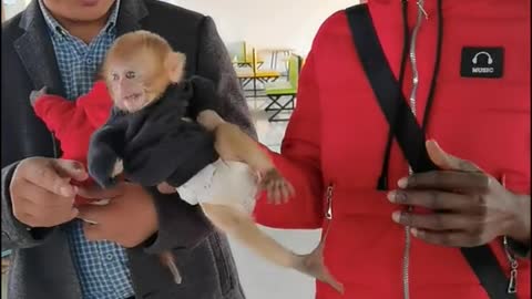 Baby baboons playing with tourists from Africa