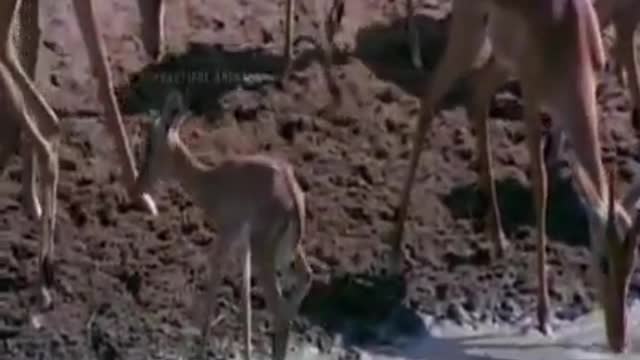 Alligator Ambush Attack Gazelle - Beautiful Animals