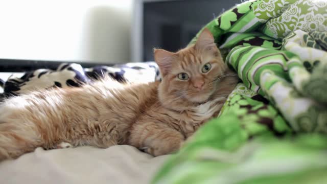 Orange cat laying on Bed