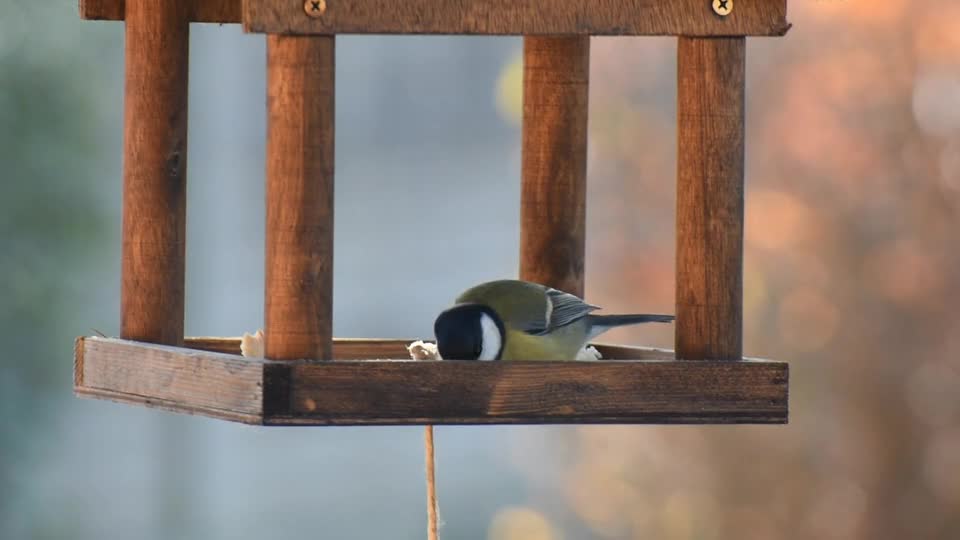 bird-sperling-sparrow-lining-ring