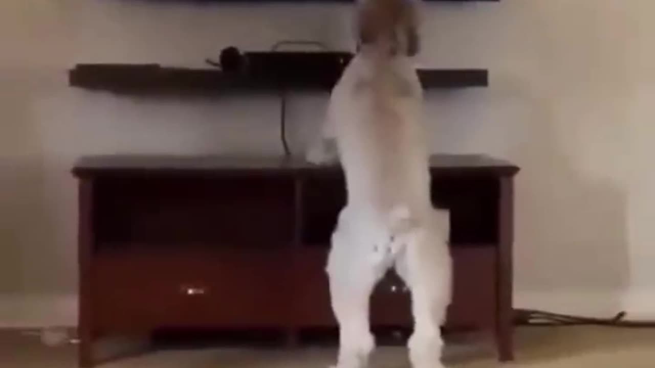 Very Funny Dog