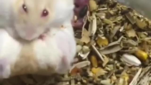 Hamster while birth - baby hamster so cute - amazing hamster born