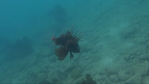 Lionfish Hunting at dusk.