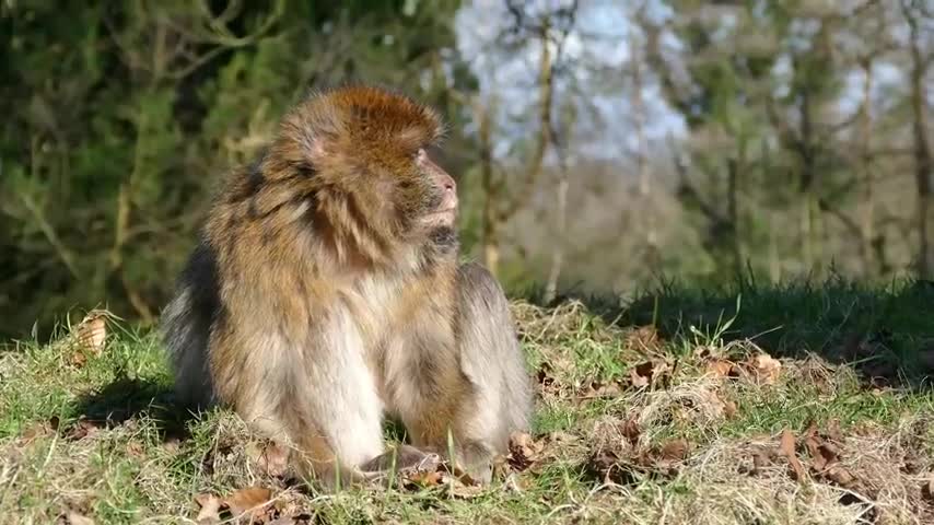 Wildlife Video Animals Video Best Animals