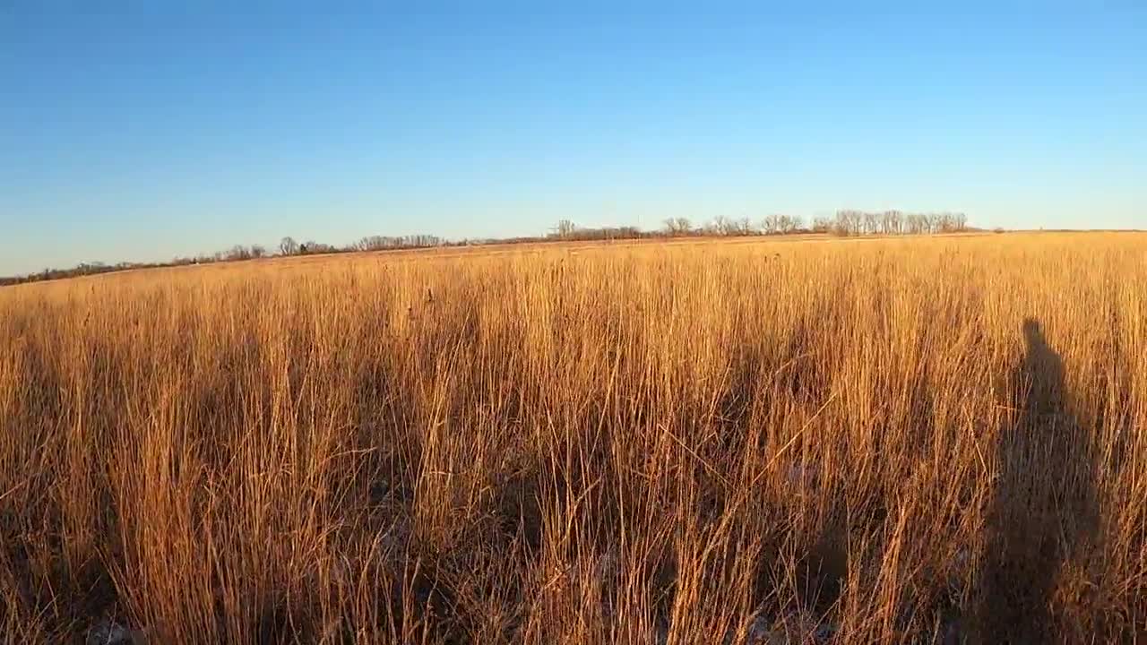 Final pheasant of the '21 season