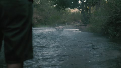 Dog catches a ball in a river