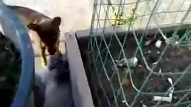 Funny Animals when dog vs cat mating