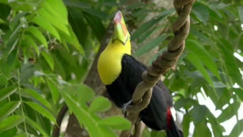 BEAUTIFUL MULTICOLOUR TOUCAN BIRD RARE VIEW