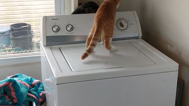 Cat checking out washer