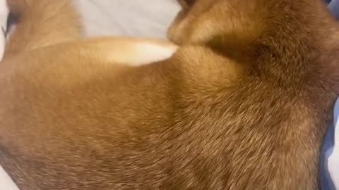 Angry puppy dreaming
