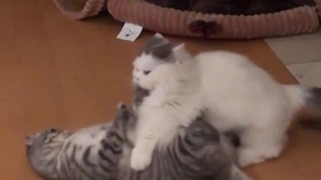 Cat playing and fighting and cuddle each other