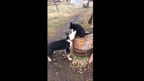 VIRAL VIDEO - FUNNY ANIMALS