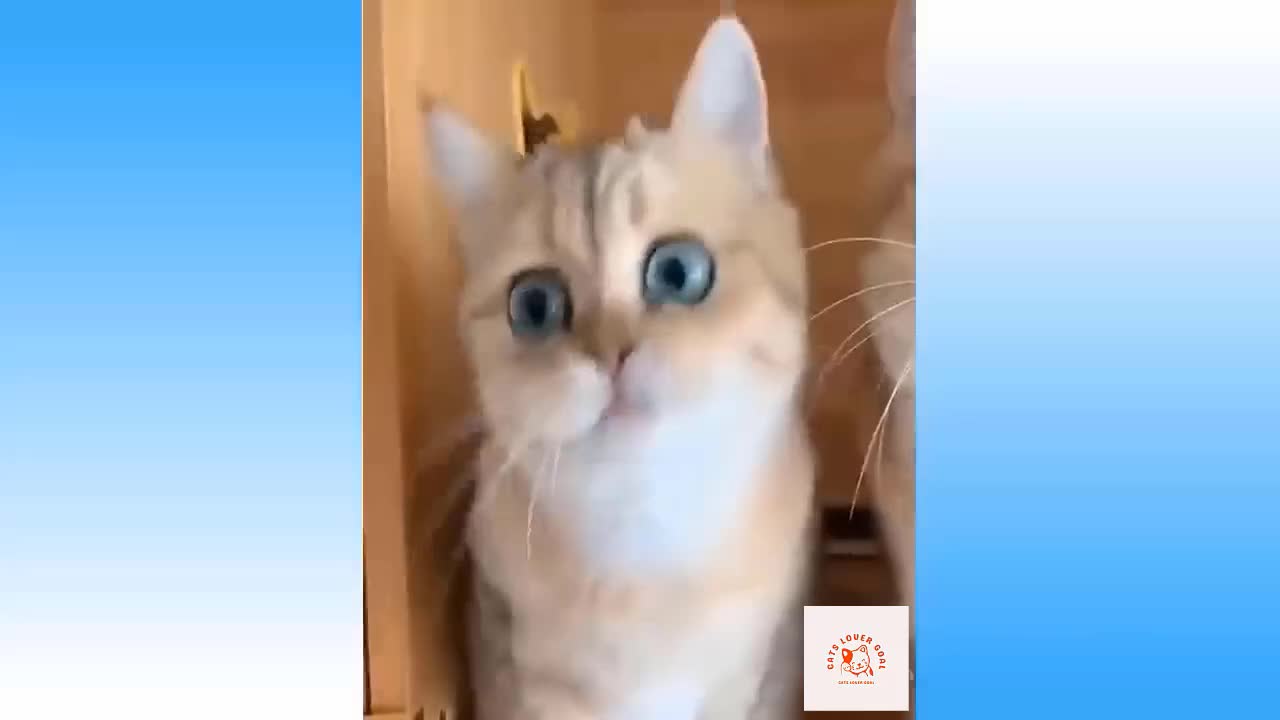 Cute and Funny Cat Videos Compilation #01