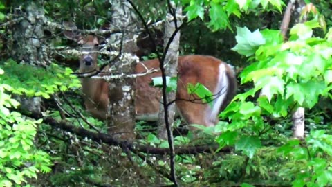 White-tailed deer