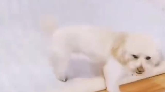 🤣 Funny DOG Video 😂🐶